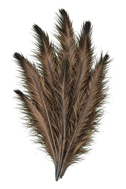 Emu motif