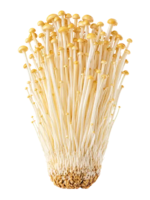 Enoki motif