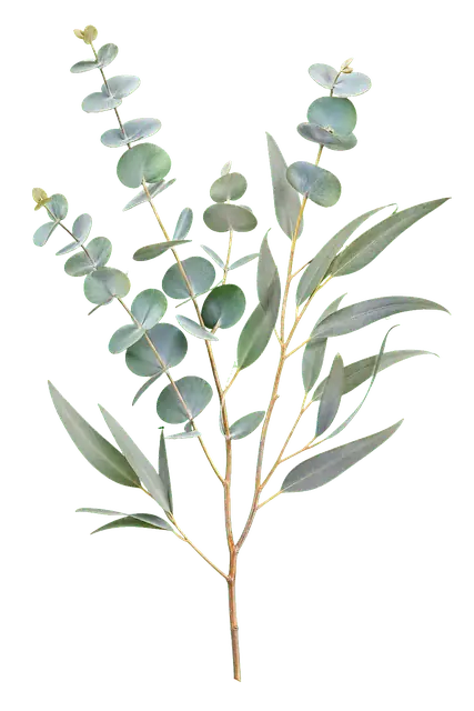eucalyptus leaves motif