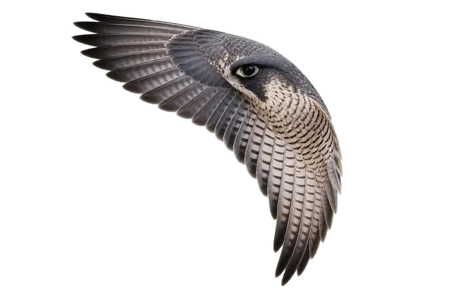 Falcon Wing motif