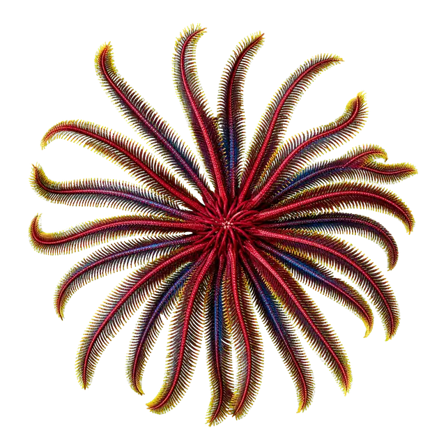 Feather Star motif