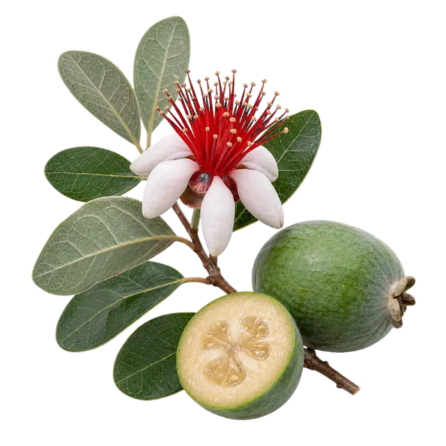 Feijoa motif