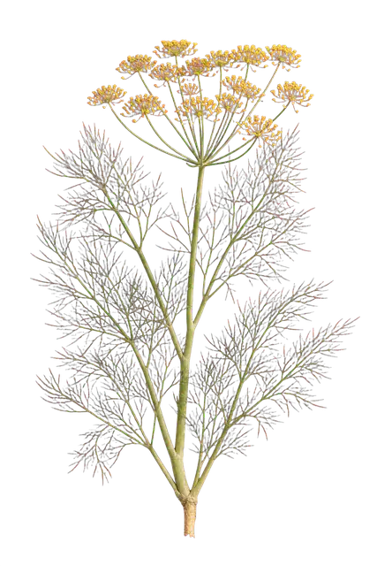Fennel motif