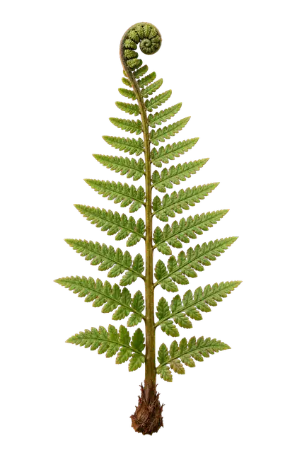 Unfurling Fern Frond motif