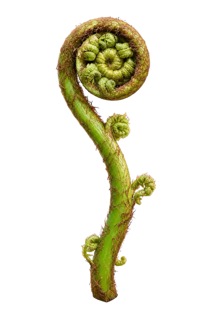 Fiddlehead Fern motif