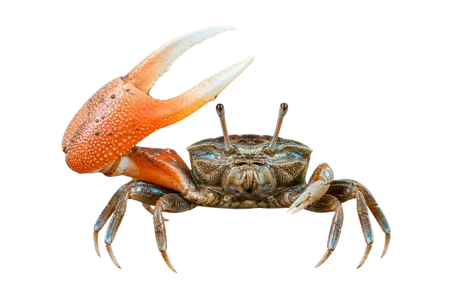 Fiddler Crab motif