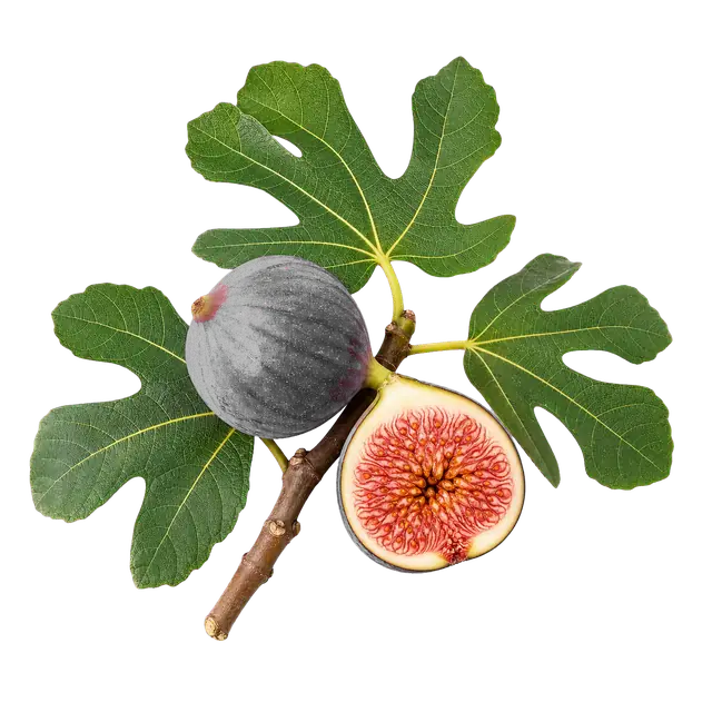 Fig motif
