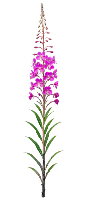 Fireweed motif