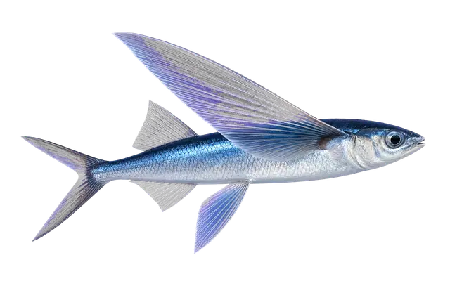 Flying Fish motif