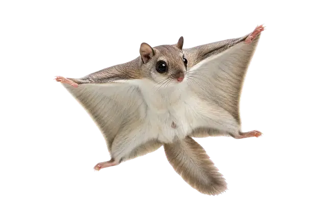 Flying Squirrel motif