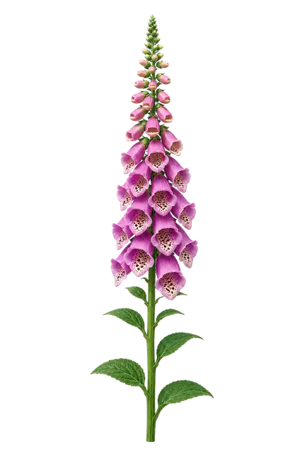 Foxglove motif