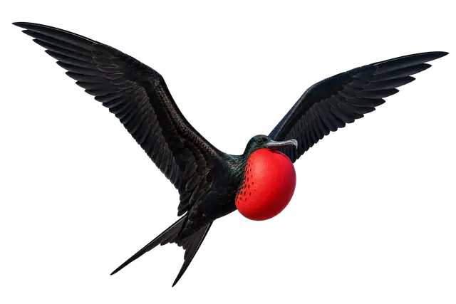Frigatebird motif