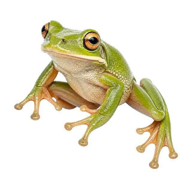Tree Frog motif