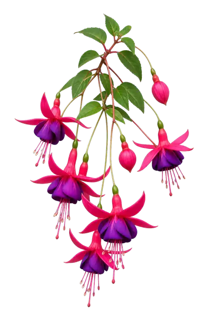 Fuchsia motif