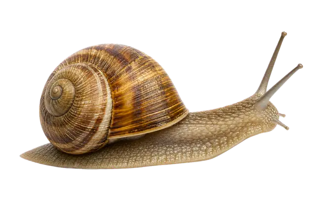 Garden Snail motif
