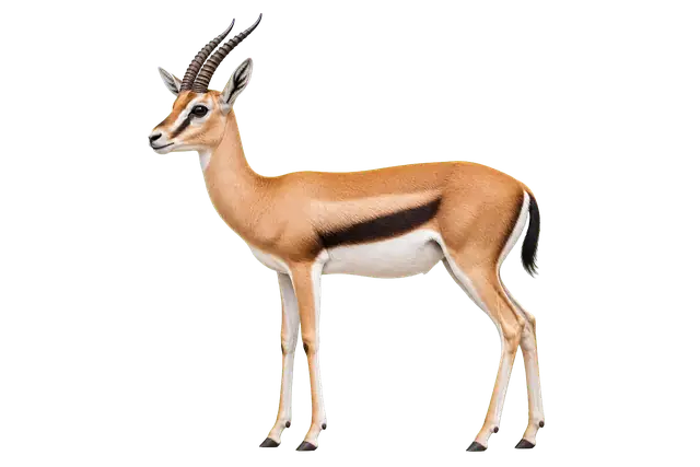 Gazelle Profile motif