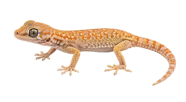 Gecko motif