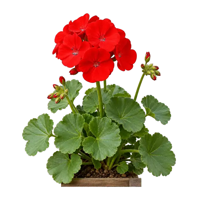 Geranium motif