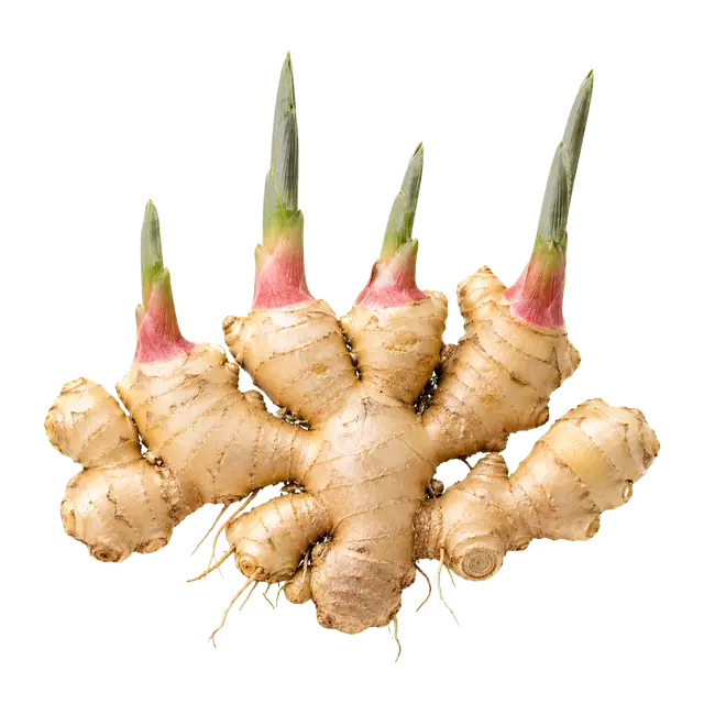 Ginger Rhizome motif