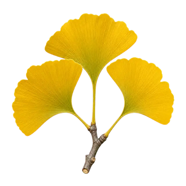 Ginkgo motif