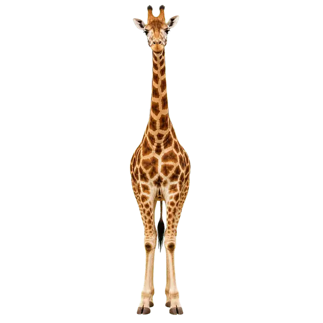 Giraffe motif