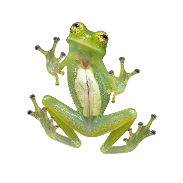 Glass Frog motif