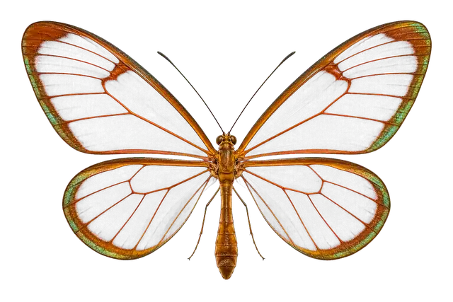 Glasswing Butterfly motif