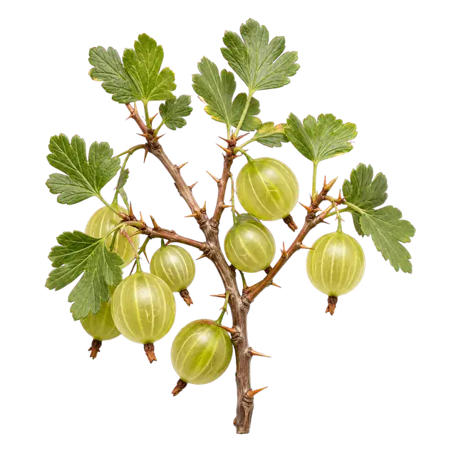 Gooseberry Fruit motif