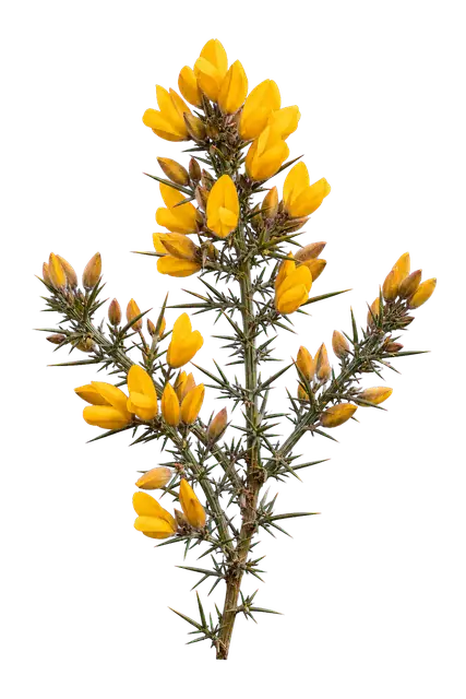 Gorse Flowers motif