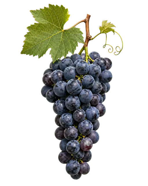 Concord Grape Cluster motif
