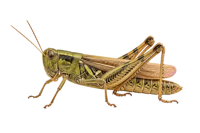 Grasshopper motif