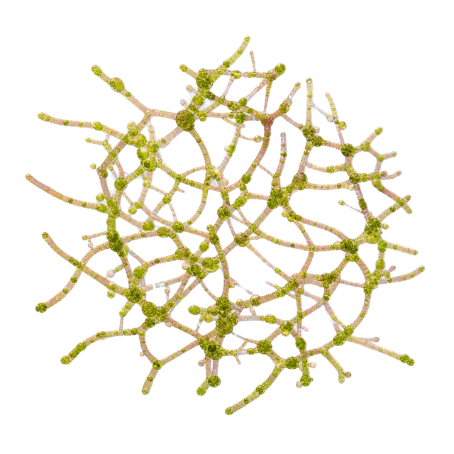 Green Algae motif