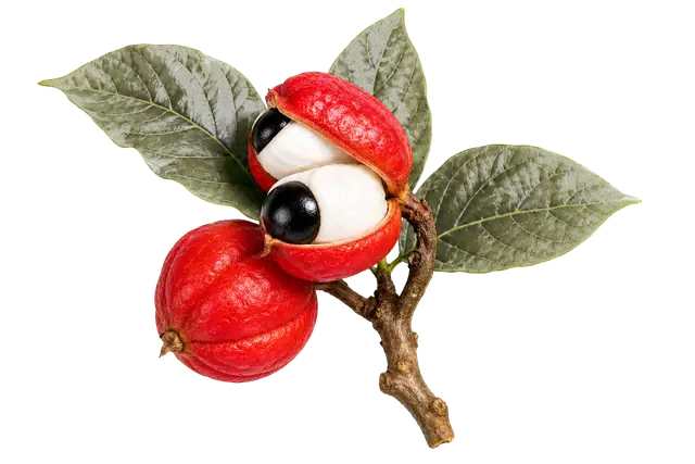 Guarana Pod motif