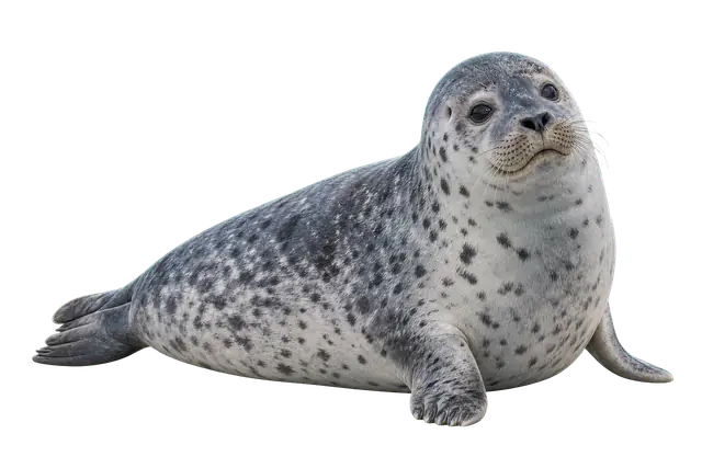 Harbor Seal motif