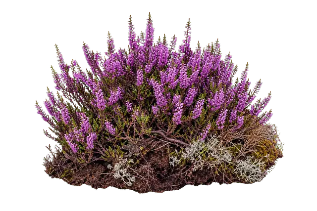 Heather Moor motif
