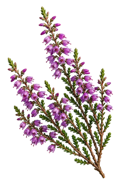 Heather motif