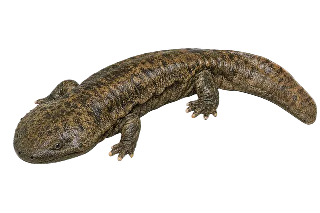 Hellbender motif