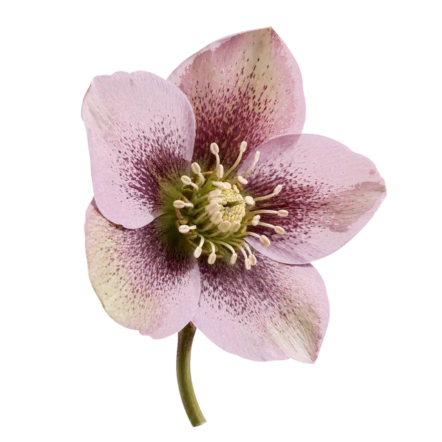 Hellebore Bloom motif
