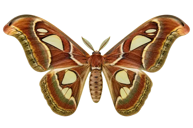 Hercules Moth motif