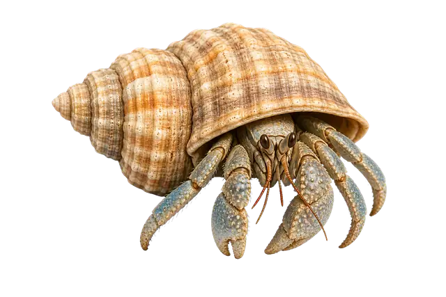 Hermit Crab motif
