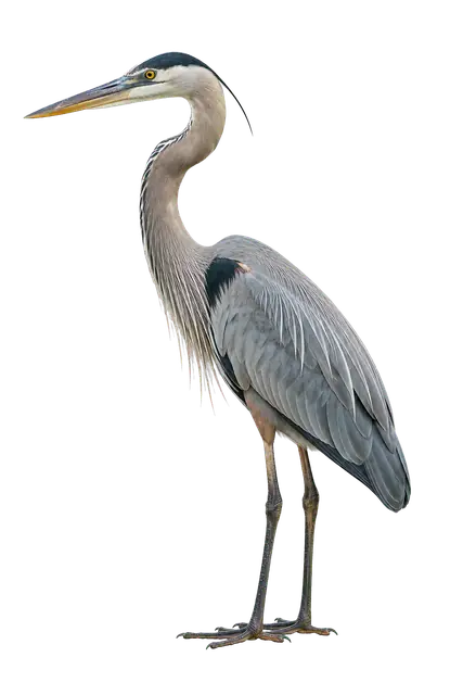 Heron motif