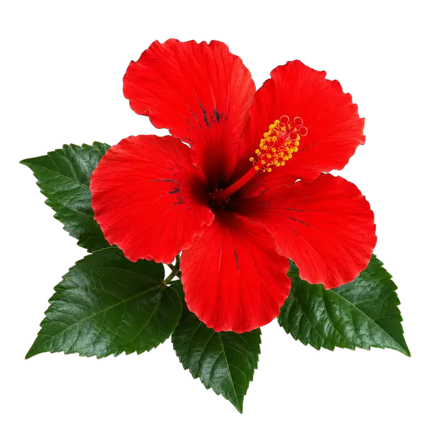 Hibiscus motif