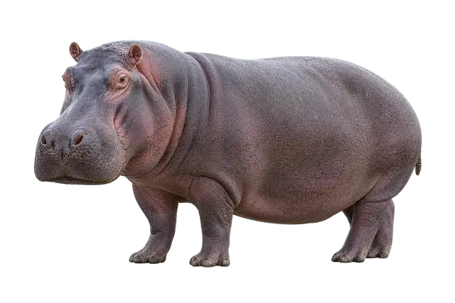 Hippopotamus motif