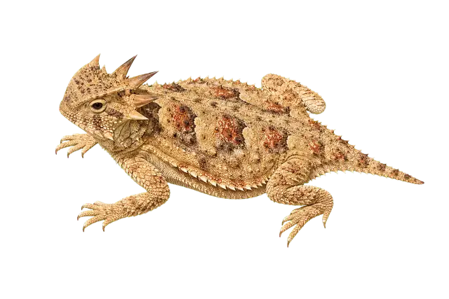 Horned Lizard motif