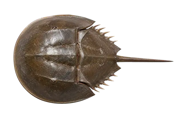 Horseshoe Crab motif