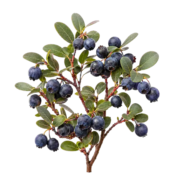 Huckleberry Cluster motif