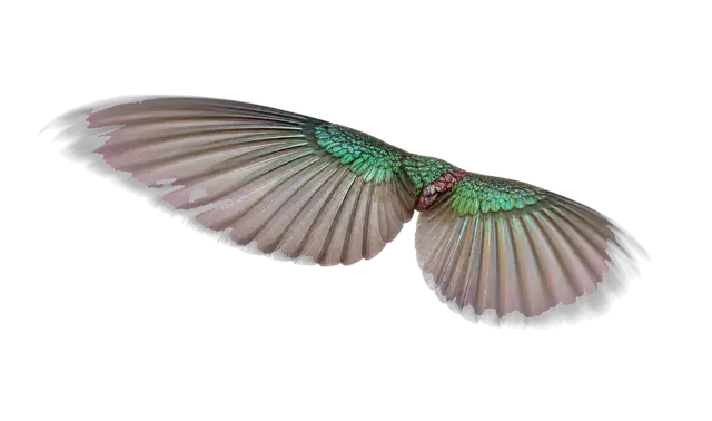 Hummingbird Wing motif