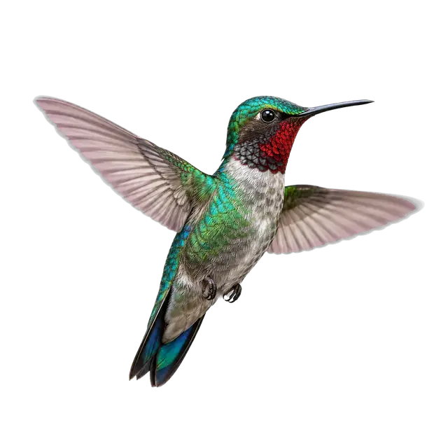 Hummingbird in Hover motif