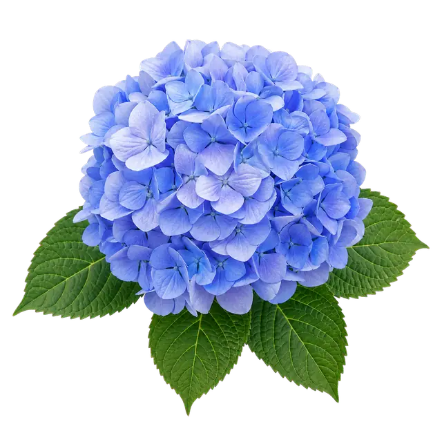 Blue Hydrangea Cluster motif