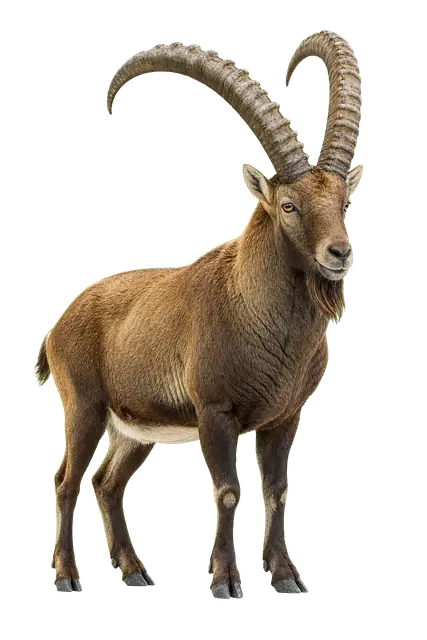 Ibex motif